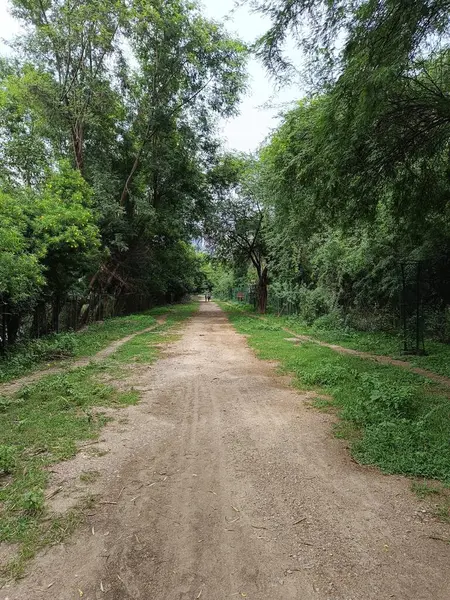 Ormandaki bir yol resmi