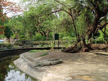 Seçici odaklı timsah resmi