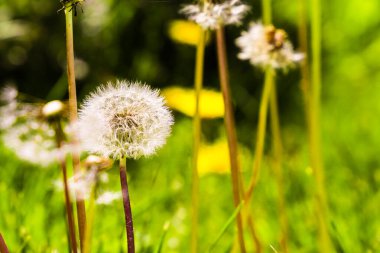 Beyaz tohumları ve bulanık yeşil çimenleri olan olgun bir karahindiba taraxacum.