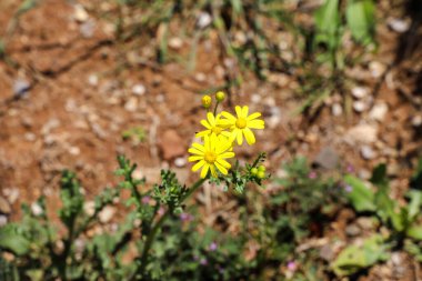 Sarı bir çiçek bir tarlanın önündedir..