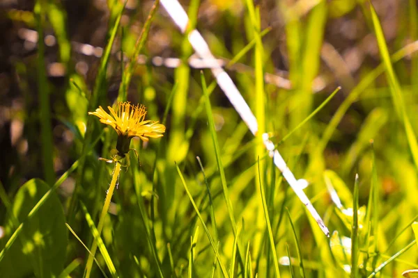 背景として自然植物の景観として使用するコピースペースと太陽の下でぼやけた緑の背景に黄色のコスモスの花の閉鎖 生態系の表紙の概念 — ストック写真