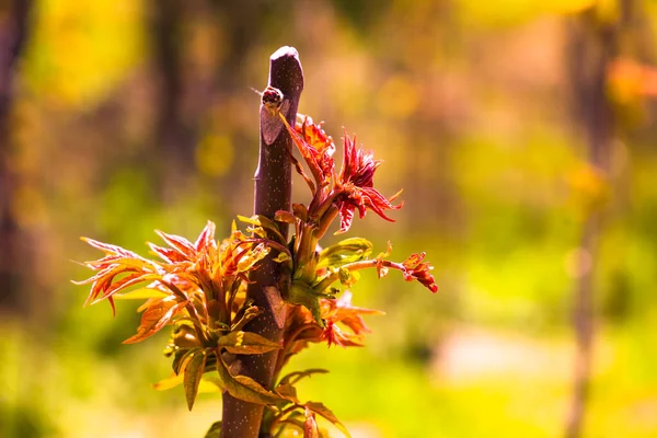 Bahar Skeci Tomurcuklar Arasında Çiçek Açan Ağaçtaki Kırmızı Çiçek — Stok fotoğraf