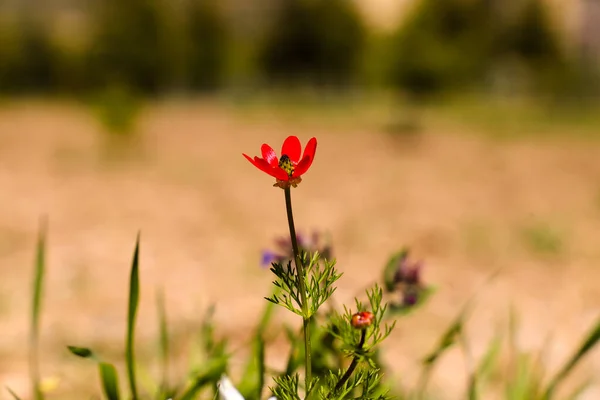 Uma Flor Vermelha Destaca Contra Fundo Verde — Fotografia de Stock