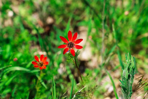 Zwei Rote Blumen Mit Dem Wort Wild Auf Dem Boden — Stockfoto