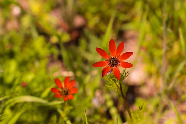 Duas Flores Vermelhas Com Palavra Selvagem Parte Inferior — Fotografia de Stock