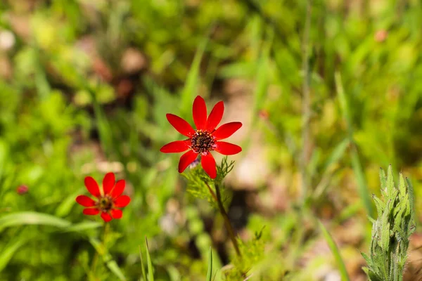 Twee Rode Bloemen Met Het Woord Wild Bodem — Stockfoto
