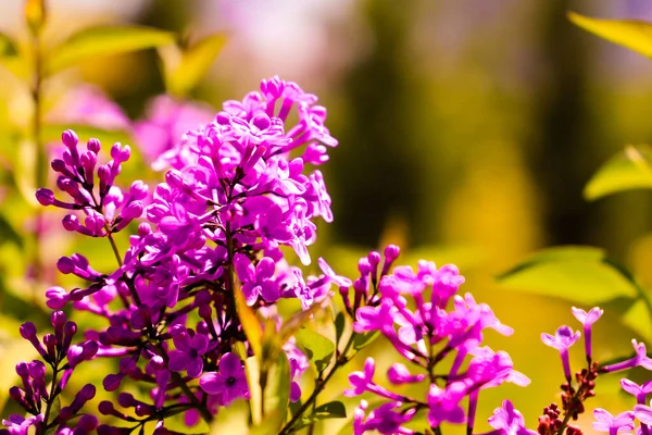 stock image Big lilac branch bloom. Bright blooms of spring lilacs bush. Spring purple lilac flowers close-up on blurred background. Bouquet of purple flowers