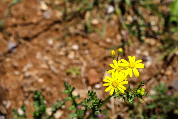 Una Flor Amarilla Está Primer Plano Campo — Foto de Stock