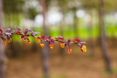 Önünde kırmızı yapraklar olan bir çalı.