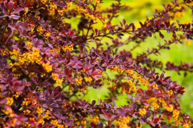 Önünde kırmızı yapraklar olan bir çalı.