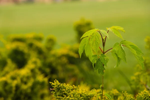 緑の茂みと緑の背景を持つフィールド内の木 — ストック写真