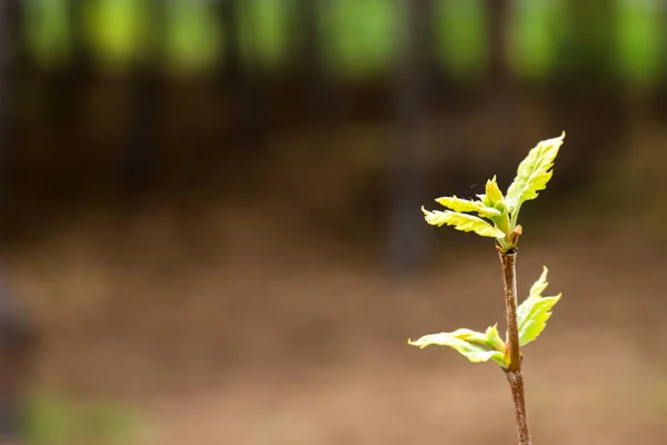 Üzerinde Yapraklar Olan Bir Ağaç Plandadır — Stok fotoğraf
