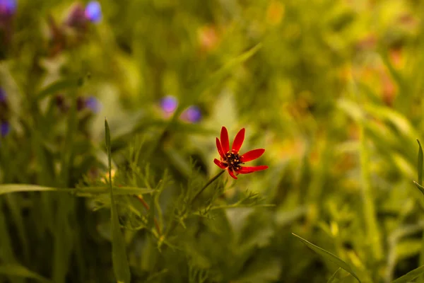 Uma Flor Vermelha Campo Grama — Fotografia de Stock
