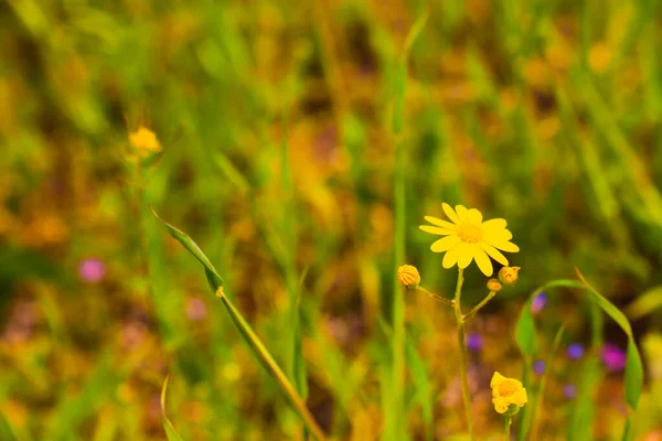 公園内の黄色のデイジーの花のグループとぼやけた背景 — ストック写真