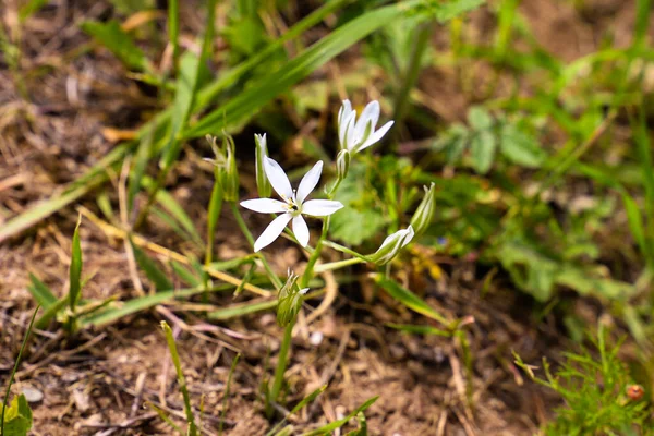 Ornithogalum çiçekleri. Bahar bahçesinde güzel bir çiçek. Bir sürü beyaz Ornithogalum çiçeği. Ornithogalum umbellatum zambak çiçek, küçük süs ve vahşi beyaz çiçek