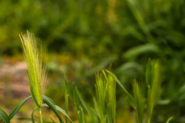 Świeżego Zielonego Jęczmienia Lub Jau Dla Rolnictwa Ekologicznego Przemysłu Napojów — Zdjęcie stockowe