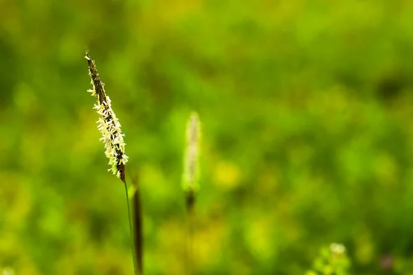 Field Feather Grass Sways Wind Close — стоковое фото