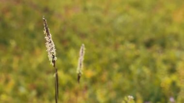 Güzel Çiçekler Videosu. Rüzgarda savrulan güzel çiçekler tarlası. Konsept: doğa, çiçekler, ilkbahar, biyoloji, fauna, çevre, ekosistem