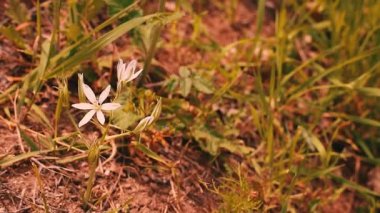 Güzel Çiçekler Videosu. Rüzgarda savrulan güzel çiçekler tarlası. Konsept: doğa, çiçekler, ilkbahar, biyoloji, fauna, çevre, ekosistem