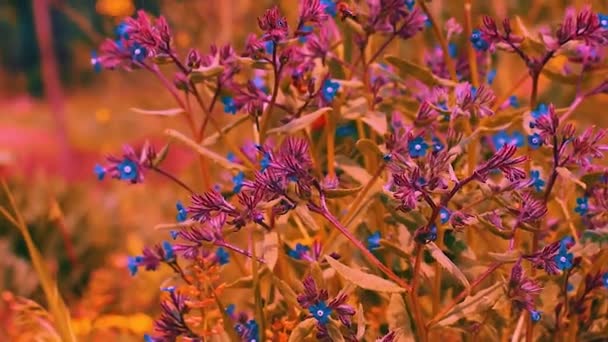 Ролик Youtube Поле Красивых Цветов Ветру Качающихся Близко Концепция Природа — стоковое видео