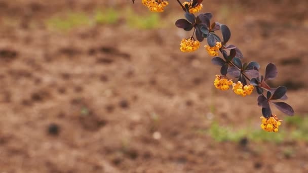 Прекрасні Квіти Відео Поле Красивих Квітів Вітрі Ширяють Крупним Планом — стокове відео