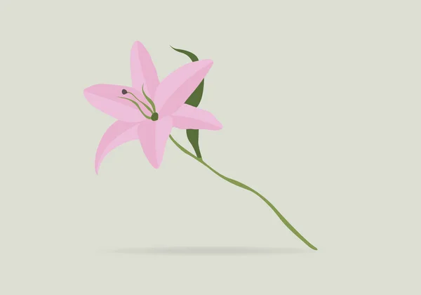 Ilustracja Wektor Saffron Szafran Kwiat Izolowany Białym Tle Kolorowy Kwiat — Wektor stockowy