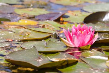 Pembe nilüfer çiçekleri diğer su bitkilerinin arasında, bir gölet yüzeyine saçılmış..