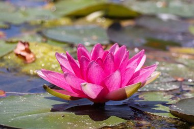 Pembe nilüfer çiçekleri diğer su bitkilerinin arasında, bir gölet yüzeyine saçılmış..