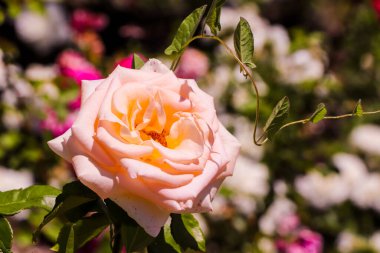 Ranunculus pembe çiçekleri yakın plan bulanık. Pembe Gül Fotoğrafçılığı