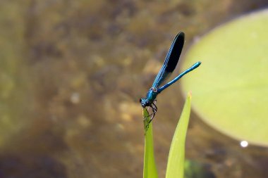 Mavi Yusufçuk ölü ağacın üzerinde oturuyor Seçici odak Makro Böcek Fotoğrafçılığı