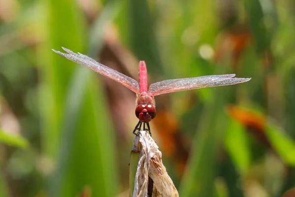 Rote Libelle Sitzt Auf Abgestorbenem Baum Ast Selektiver Fokus Makro — Stockfoto
