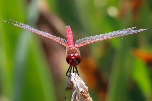 Red Dragonfly Sitting Dead Tree Branch Selective Focus Macro Insect — стокове фото