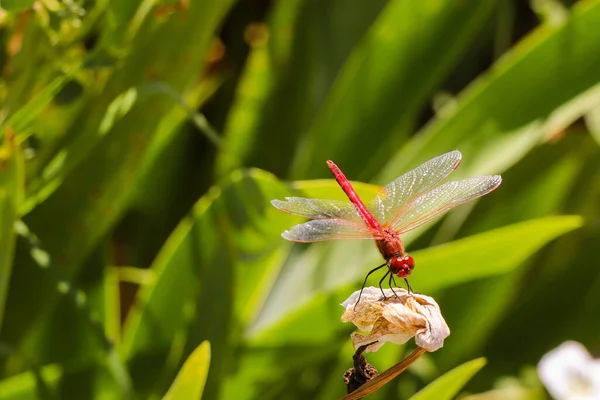 Red Dragonfly Sitting Dead Tree Branch Selective Focus Macro Insect — Stock Photo, Image