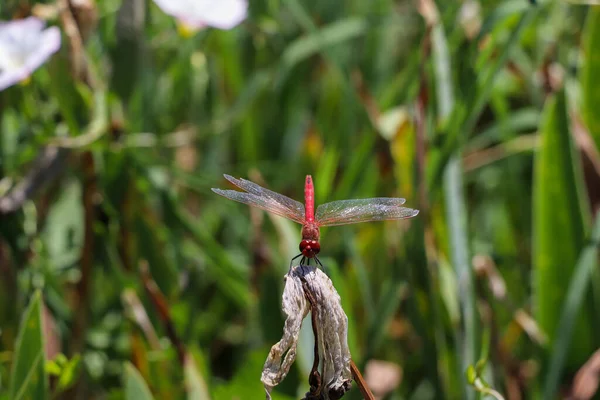 Red Dragonfly Sentado Árvore Morta Ramo Foco Seletivo Fotografia Insetos — Fotografia de Stock