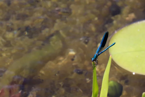 Blaue Libelle Sitzt Auf Abgestorbenem Baum Ast Selektiver Fokus Makro — Stockfoto