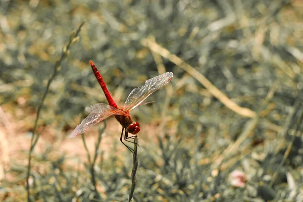 红蜻蜓栖息在枯树枝条上选择性聚焦宏观昆虫摄影 — 图库照片