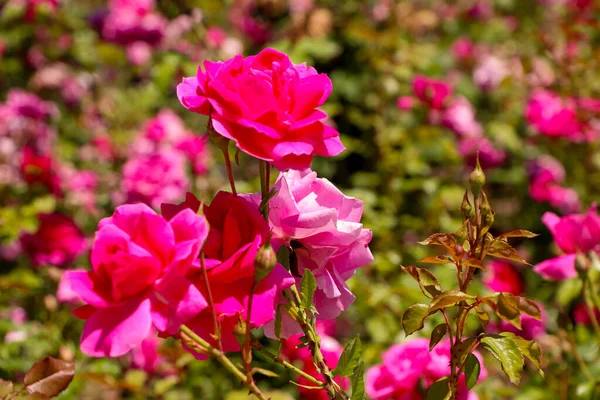 Ranunculus Flores Color Rosa Primer Plano Fondo Borroso Rosa Rose — Foto de Stock