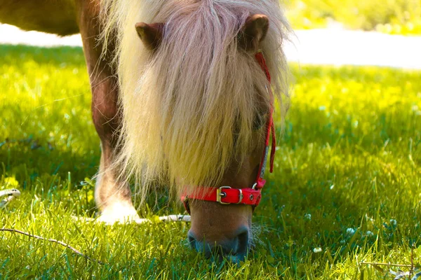 Pequeno Cavalo Pónei Palomino Com Crina Branca Pastoreia Gramado Come — Fotografia de Stock