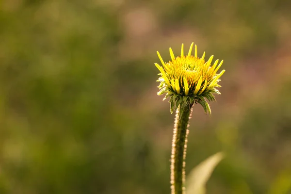 Çiy Sahne Güzel Doğa Kavramı Ile Taze Sarı Çiçek Arka — Stok fotoğraf