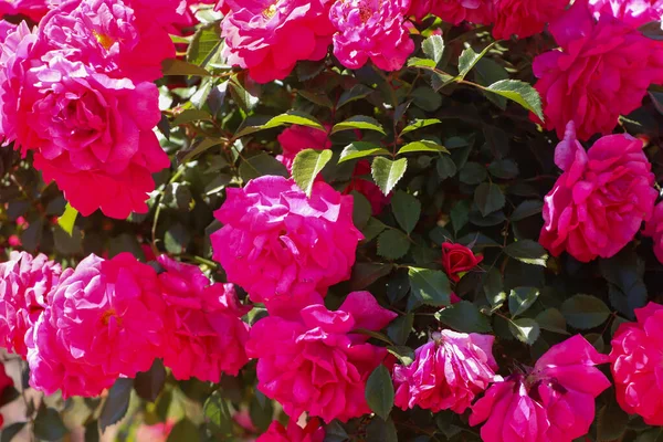Montón Pequeñas Rosas Rosadas Primer Plano Arbusto Jardín Del Atardecer — Foto de Stock