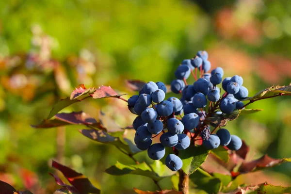 Bush Ripe Blueberries Close Sunny Day — Stock Photo, Image