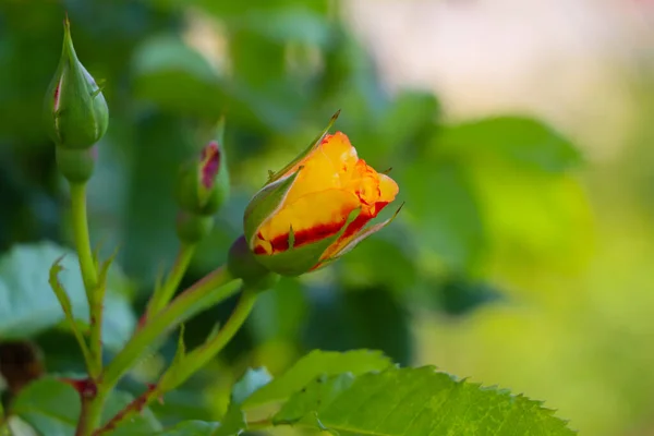 Κίτρινο Τριαντάφυλλο Κίτρινο Τριαντάφυλλο Στο Δάσος Κίτρινο Τριαντάφυλλο Στον Κήπο — Φωτογραφία Αρχείου