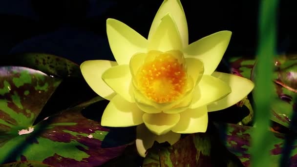 Akar Duman Içeri Süzülür Nilüfer Çiçekleri Bulanık Yeşil Yaprak Arka — Stok video