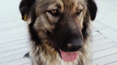 Komik köpek yavrusu kameraya bakıyor..