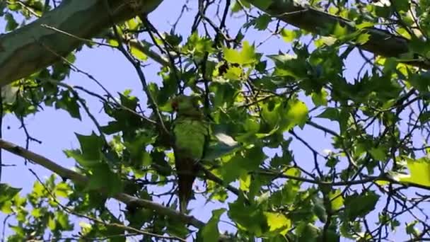 Portret Pięknej Zielonej Papugi Spoczywającej Drzewie Lesie Zbliżenie Strzał Zielonej — Wideo stockowe