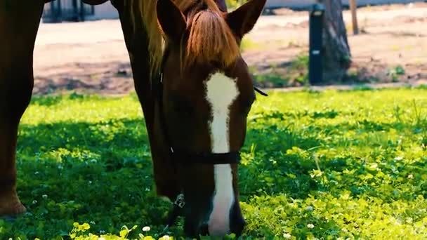 Pferde Fressen Gras Auf Der Weide Pferdeherden Grasen Sonnigen Tagen — Stockvideo