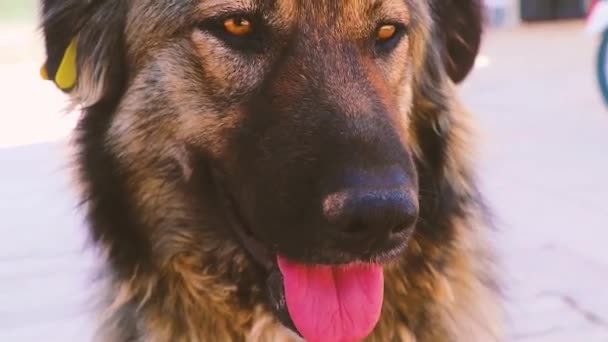 Grappige Schattige Hond Puppy Kijken Naar Camera — Stockvideo