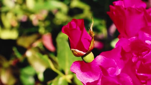 在夕阳西下的阳光下 布什带着红玫瑰在公园里 用于视频演示 — 图库视频影像
