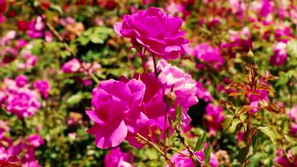 灿烂的粉红色玫瑰在晚霞的光芒中绽放在花园里 — 图库视频影像