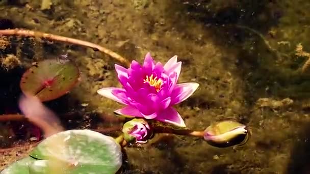Vann Strømmer Røyk Flyter Inn Lotusblomster Uskarpt Grønt Bladbakgrunn Innsjø – stockvideo